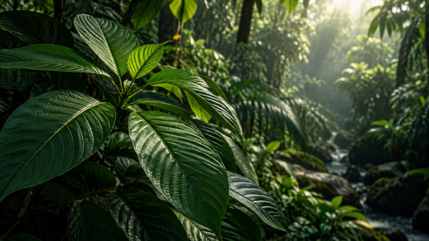 Lush green kratom botanical leaves